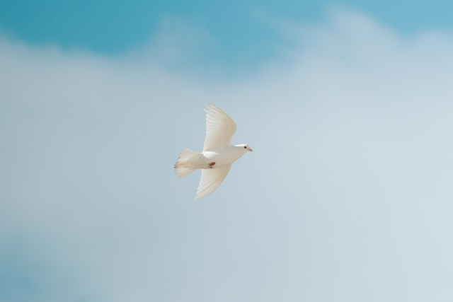 <h1 class="article-title">Que racontent l’ange et la colombe sur une médaille de baptême ?</h1>
<h2><span>À retenir</span></h2>
<p><strong><span>L’ange évoque une présence protectrice</span></strong><span> qui accompagne l’enfant. Dans la tradition chrétienne, <strong>la colombe renvoie au Saint-Esprit</strong>, au baptême de Jésus et à la paix. <strong>Les deux motifs conviennent à une fille comme à un garçon</strong>. Le choix dépend surtout du sens que la famille veut transmettre et de la lisibilité du dessin sur une petite médaille.</span></p>
<p><span><img src="https://linkavista.s3.eu-west-3.amazonaws.com/images/30eb5e915573c8be2da35bc903af6db6d33d0447.jpg" alt="" width="640" height="894"></span></p>
<p><span>Le motif d’une médaille sert souvent de point de départ au récit du baptême. Deux dessins peuvent sembler doux et légers tout en portant des sens différents.</span></p>
<h2><span>L’ange exprime une présence qui veille</span></h2>
<p><span>Dans l’imaginaire chrétien, <strong>l’ange est un messager de Dieu</strong>. Sur une médaille, il est souvent représenté de profil, en prière ou tourné vers un enfant. Ses ailes permettent de l’identifier même lorsque le dessin est très simple.</span></p>
<p><span>Les </span><span><a href="https://www.sanctis.fr/medaille-ange"><span style="color:#0563c1;">médailles décorées d’un ange</span></a></span><span> mettent généralement l’accent sur la garde et l’accompagnement. Elles peuvent <strong>traduire le souhait que l’enfant ne se sente jamais seul dans son parcours</strong>. Ce message convient particulièrement à un cadeau offert par un parrain ou une marraine, dont le rôle consiste aussi à rester présent dans la durée.</span></p>
<p><span>L’ange ne désigne pas forcément une personne disparue. Certaines familles font ce rapprochement, mais ce sens appartient à leur histoire. Lors d’un baptême, le motif peut simplement évoquer l’ange gardien et une protection spirituelle.</span></p>
<h2><span>La colombe relie la paix au sacrement du baptême</span></h2>
<p><span>La colombe est connue <strong>comme un symbole de paix</strong>. Dans le récit chrétien du baptême de Jésus, elle <strong>représente aussi l’Esprit Saint qui descend sur lui</strong>. Son lien avec la cérémonie est donc direct, même si son dessin peut paraître plus universel au premier regard.</span></p>
<p><span>Les </span><span><a href="https://www.sanctis.fr/medaille-bapteme/medaille-colombe"><span style="color:#0563c1;">médailles avec le symbole de la colombe</span></a></span><span> peuvent <strong>convenir à une famille qui souhaite rappeler ce moment précis du récit biblique</strong>. L’oiseau en vol suggère également l’élan, la liberté et un nouveau départ. Ces lectures complètent le sens religieux sans l’effacer.</span></p>
<p><span>Une colombe portant un rameau d’olivier insiste davantage sur la paix retrouvée. Une colombe entourée de rayons met souvent l’accent sur l’Esprit Saint. La direction du vol, les ailes ouvertes et les éléments du décor modifient donc la première impression donnée par la médaille.</span></p>
<h2><span>Le dessin permet de départager deux symboles proches</span></h2>
<p><span>Le sens ne suffit pas si la scène devient illisible sur un petit diamètre. Un ange au visage détaillé demande un relief net. Une colombe conserve souvent une silhouette reconnaissable avec moins de traits, mais ses ailes doivent rester distinctes du fond.<img src="https://linkavista.s3.eu-west-3.amazonaws.com/images/4d2f6485971139916023b3d93e23af6cce4f4cf8.jpg" alt="" width="640" height="427"></span></p>
<p><span>Il faut regarder la médaille à sa taille réelle, pas seulement sur une photo agrandie. Les contours principaux doivent apparaître sans effort. Une bordure, des étoiles ou des rayons peuvent enrichir le motif, à condition de ne pas masquer la figure centrale.</span></p>
<p><span>Le revers doit garder assez d’espace pour la gravure. Un décor qui se prolonge sur les deux faces réduit parfois la place disponible. Avant de commander, il est utile de vérifier le nombre de caractères accepté et l’emplacement prévu pour la date.</span></p>
<h2><span>Un motif mixte évite-t-il de choisir entre la colombe et l’ange sur une médaille de baptême ?</span></h2>
<p><span>Certains dessins réunissent un ange et une colombe.</span></p>
<p><span>Cette association peut raconter une protection guidée par la paix ou rapprocher deux sensibilités familiales. Elle ne rend toutefois pas les deux symboles interchangeables. <strong>L’ange reste une figure, tandis que la colombe agit comme un signe</strong> placé dans la scène.</span></p>
<p><span>Sur une petite médaille, cette composition demande une grande sobriété. <strong>Trop de détails donnent un dessin confus</strong> et compliquent la lecture des visages. Un motif mixte fonctionne mieux lorsque l’un des éléments domine et que l’autre complète discrètement la scène.</span></p>
<h2><span>Le choix du motif de la médaille de baptême n’a pas à suivre le sexe de l’enfant</span></h2>
<p><strong><span>Ni l’ange ni la colombe ne sont réservés aux filles ou aux garçons</span></strong><span>. Les habitudes de présentation peuvent associer certains contours ou finitions à un genre, mais le symbole lui-même reste commun. Le prénom du baptisé n’impose pas davantage l’un des deux motifs.</span></p>
<p><span>Une discussion courte avec les parents évite les malentendus. Il suffit de leur demander quel message ils souhaitent transmettre, s’ils préfèrent une figure humaine ou un signe plus épuré, et s’ils veulent un lien religieux très visible. Ces réponses orientent le choix sans transformer le cadeau en vote collectif.</span></p>
<h2><span>La gravure donne au symbole une histoire personnelle</span></h2>
<p><strong><span>Le prénom et la date du baptême suffisent</span></strong><span> souvent au revers. <strong>Une date de naissance peut être retenue</strong> lorsque la famille suit cette tradition. Une phrase longue oblige à réduire les lettres et risque de devenir difficile à lire.</span></p>
<p><span>Le choix final peut se résumer à une question simple. Souhaite-t-on raconter à l’enfant qu’une présence veille sur lui, ou rappeler la paix et l’Esprit Saint reçus au baptême ? L’ange répond plus directement à la première intention. La colombe exprime plus clairement la seconde. Si les deux messages comptent, un motif mixte sobre peut les réunir sans les confondre.</span></p>